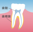 歯髄・歯根膜